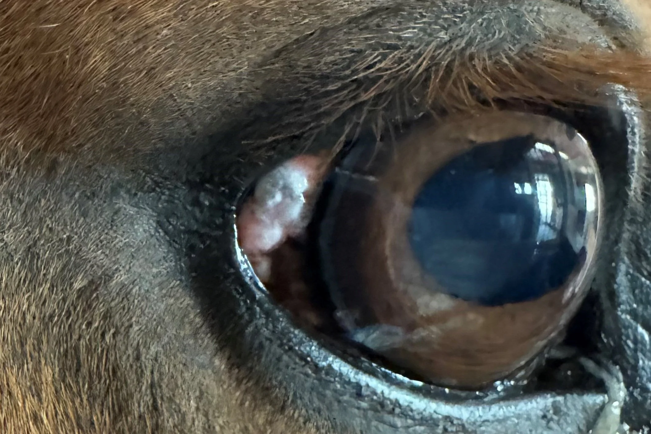 squamous cell carcinoma