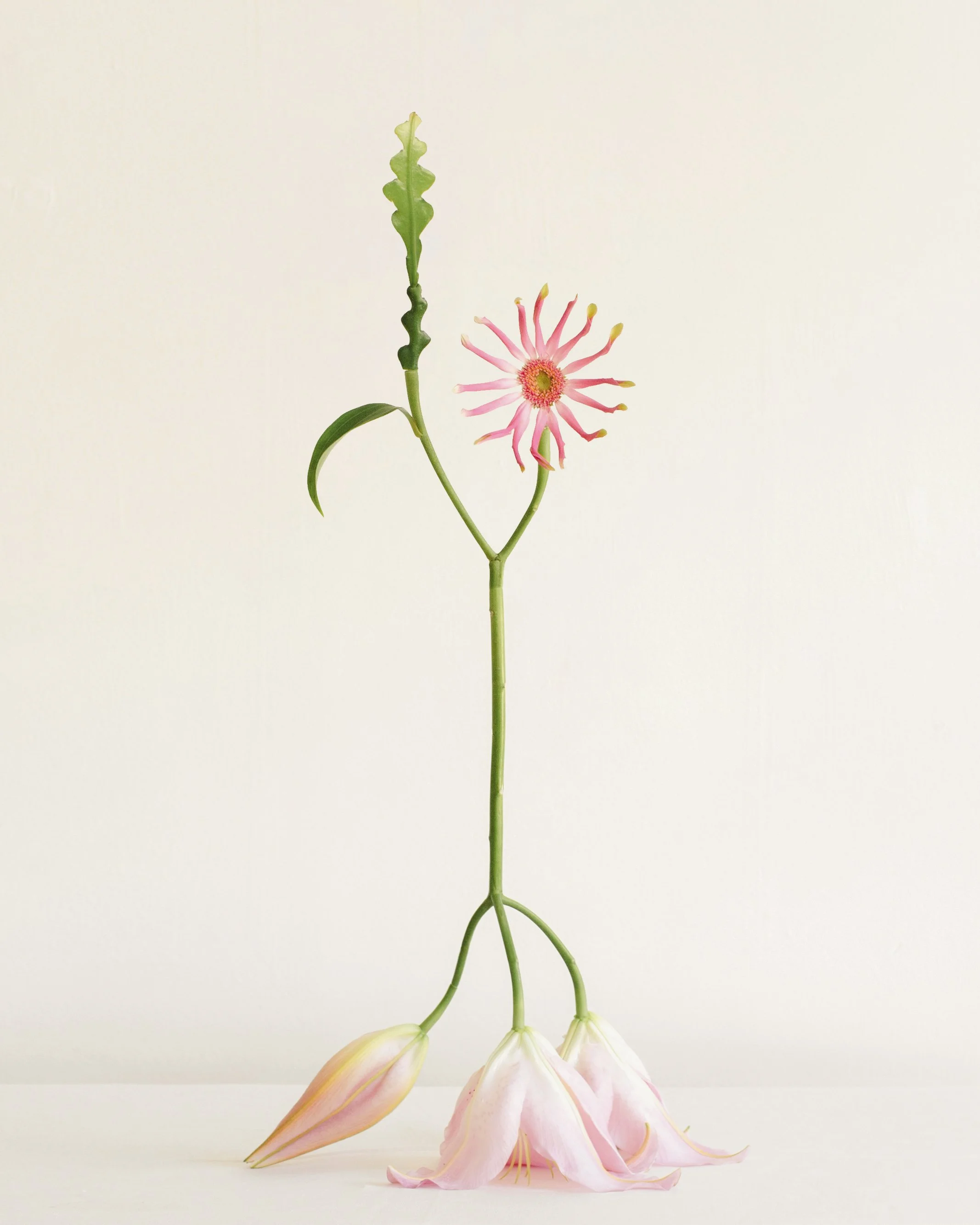 Shapeshifter no19.jpg