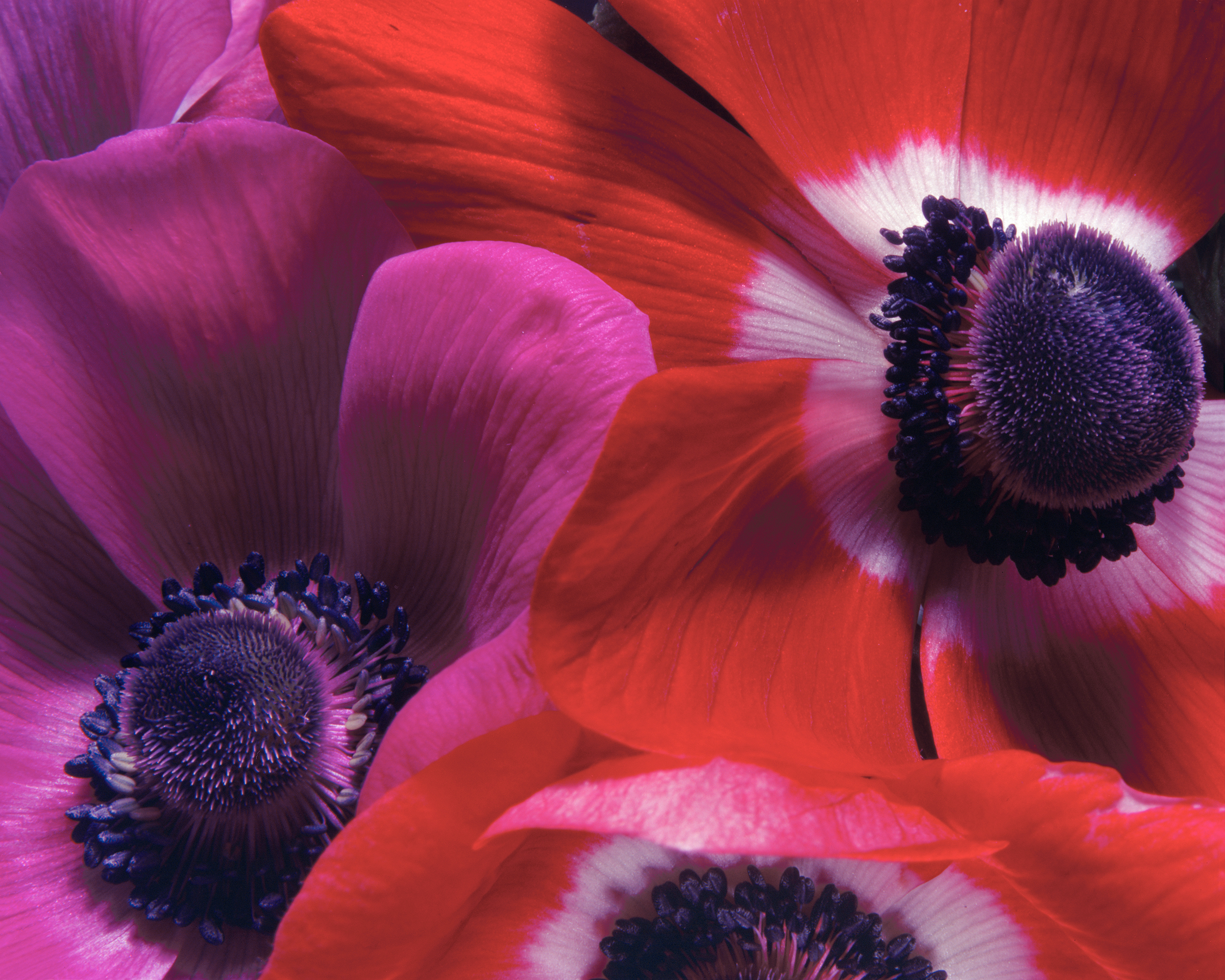 Poppy Anemones
