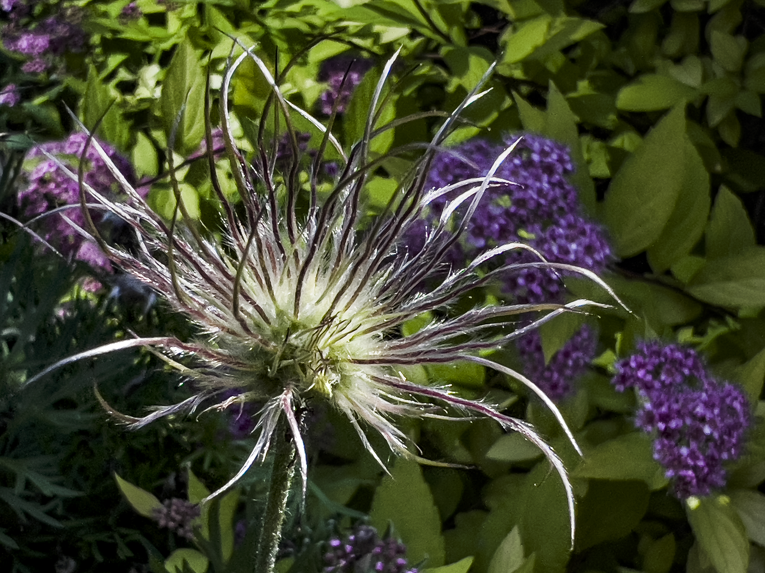 Garden Pulsatilla with Spirea
