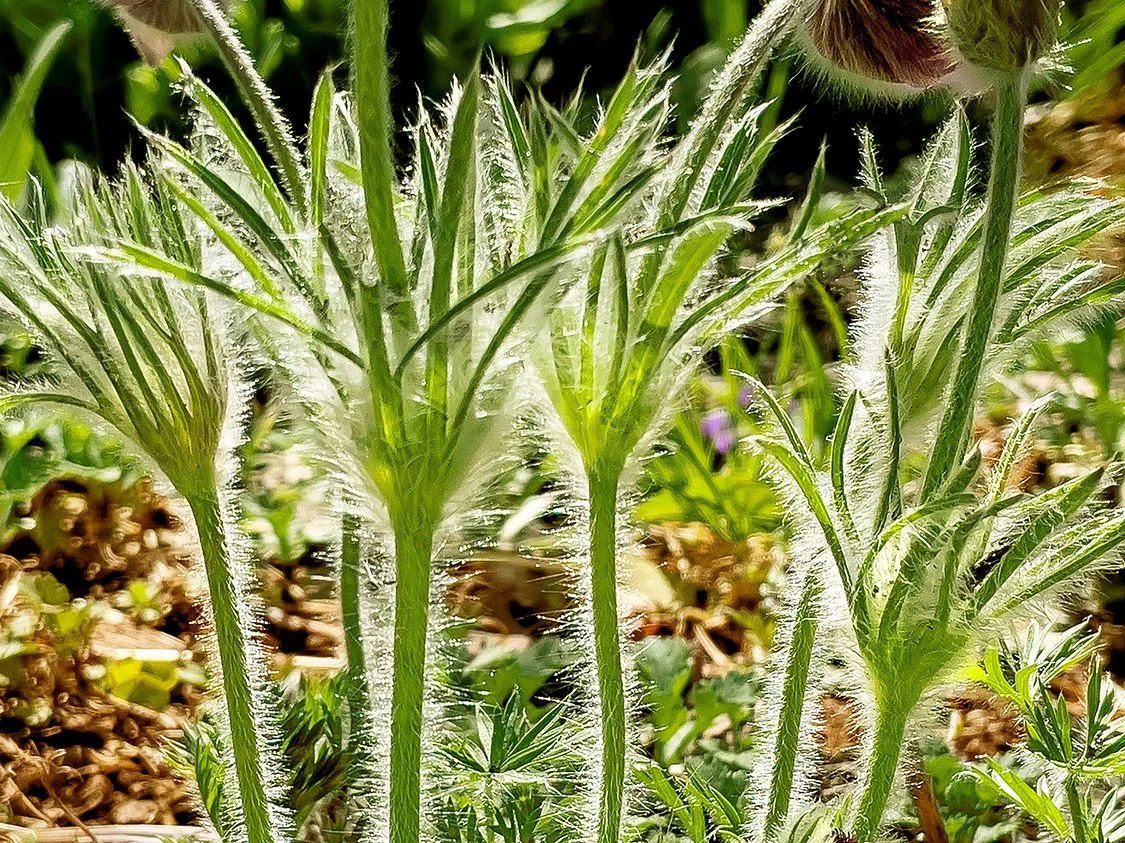 2022 pulsatilla rev small.jpg