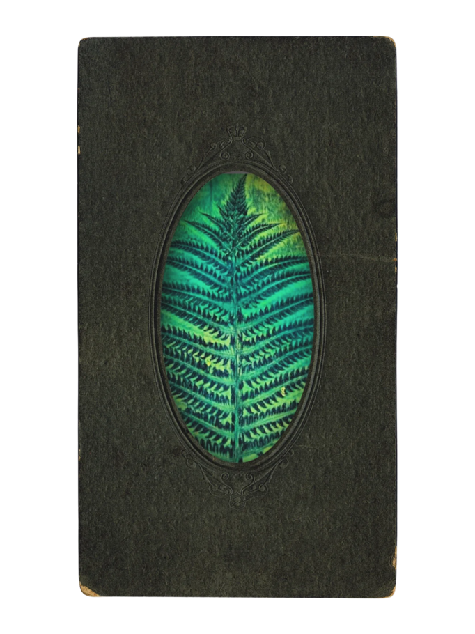 FERN, 2025 | gel print on paper