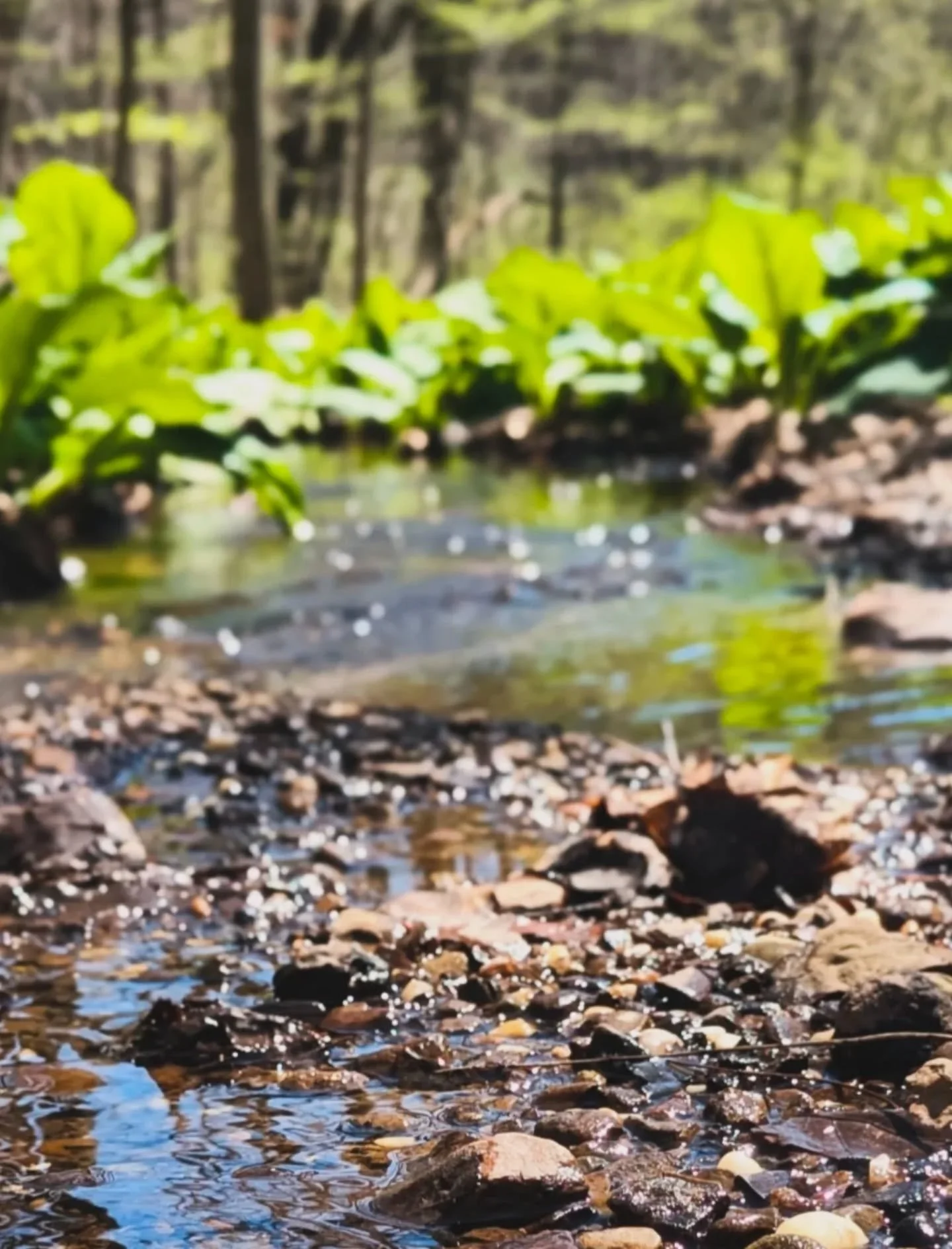 Skunk Cabbage
