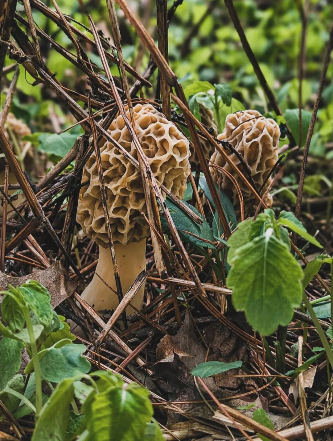 Morels