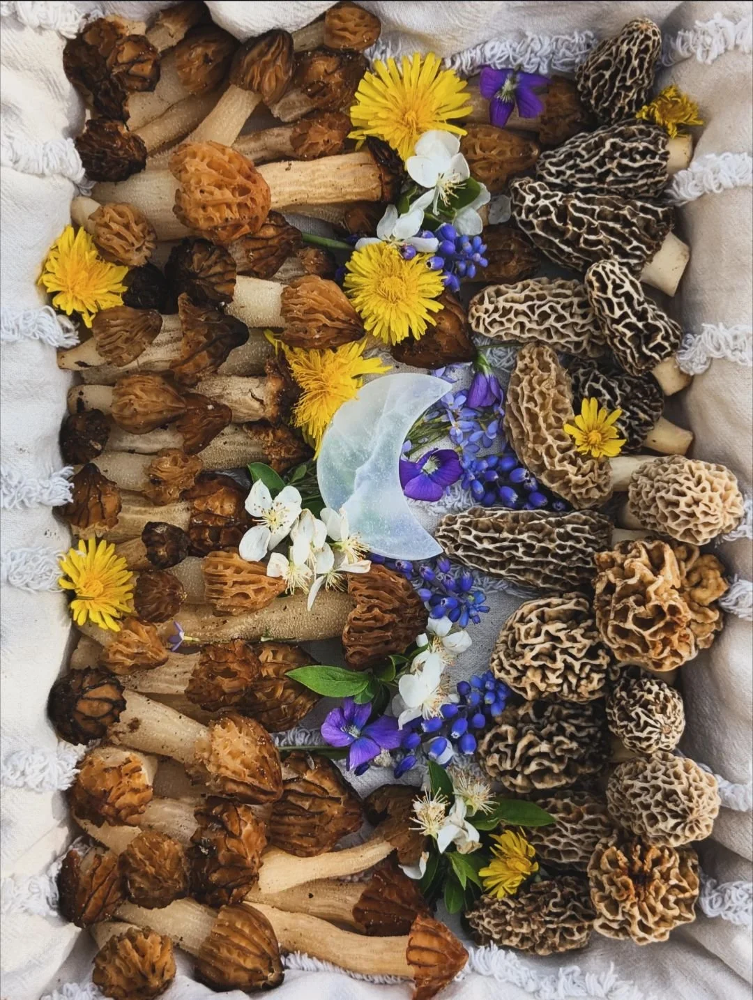 Morels