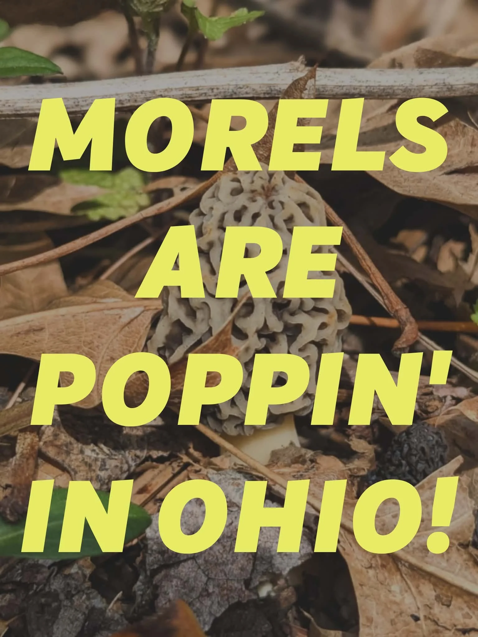 Morels are poppin’ in NE Ohio!