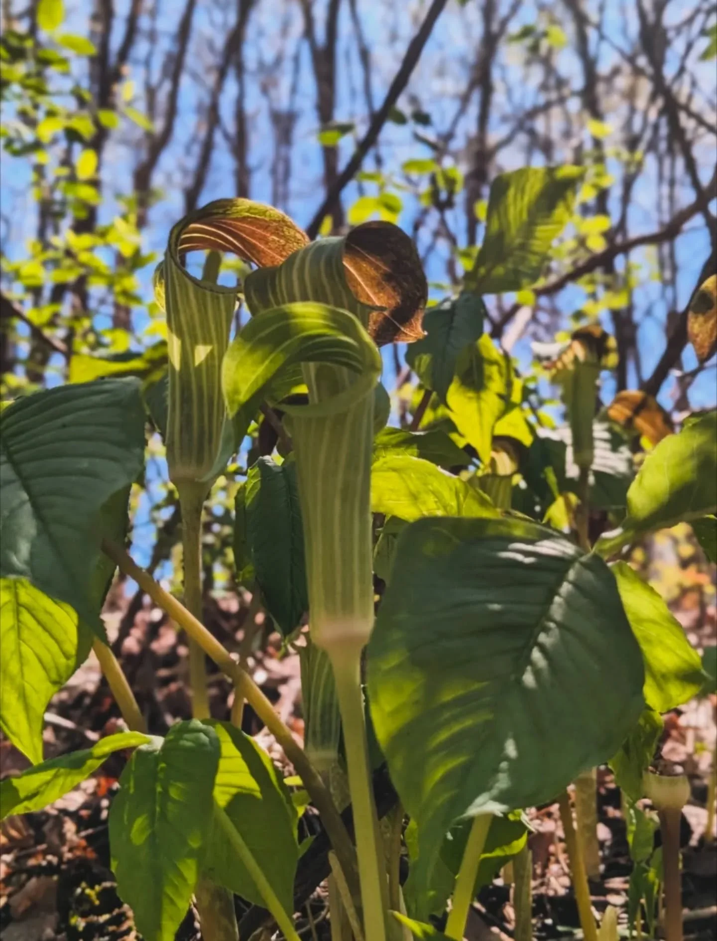 Jack In The Pulpit