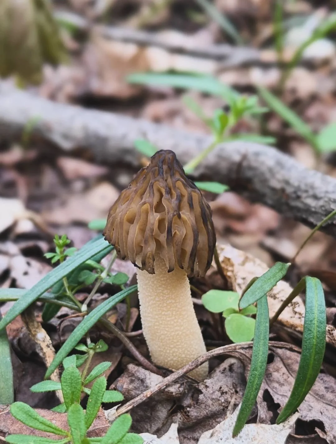 Morels