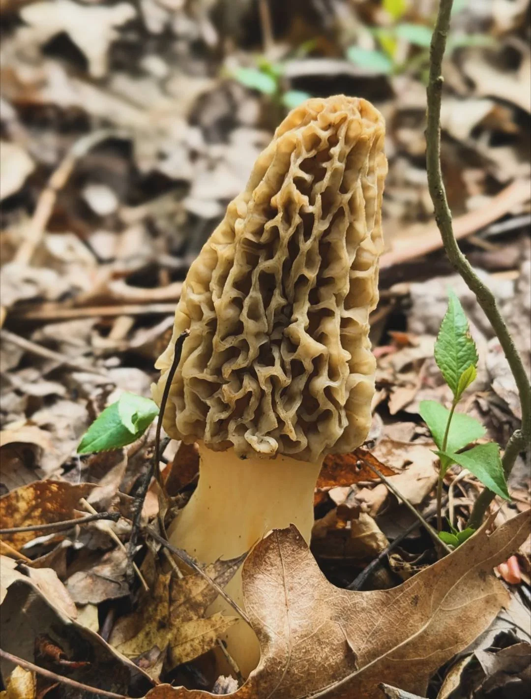 Morels