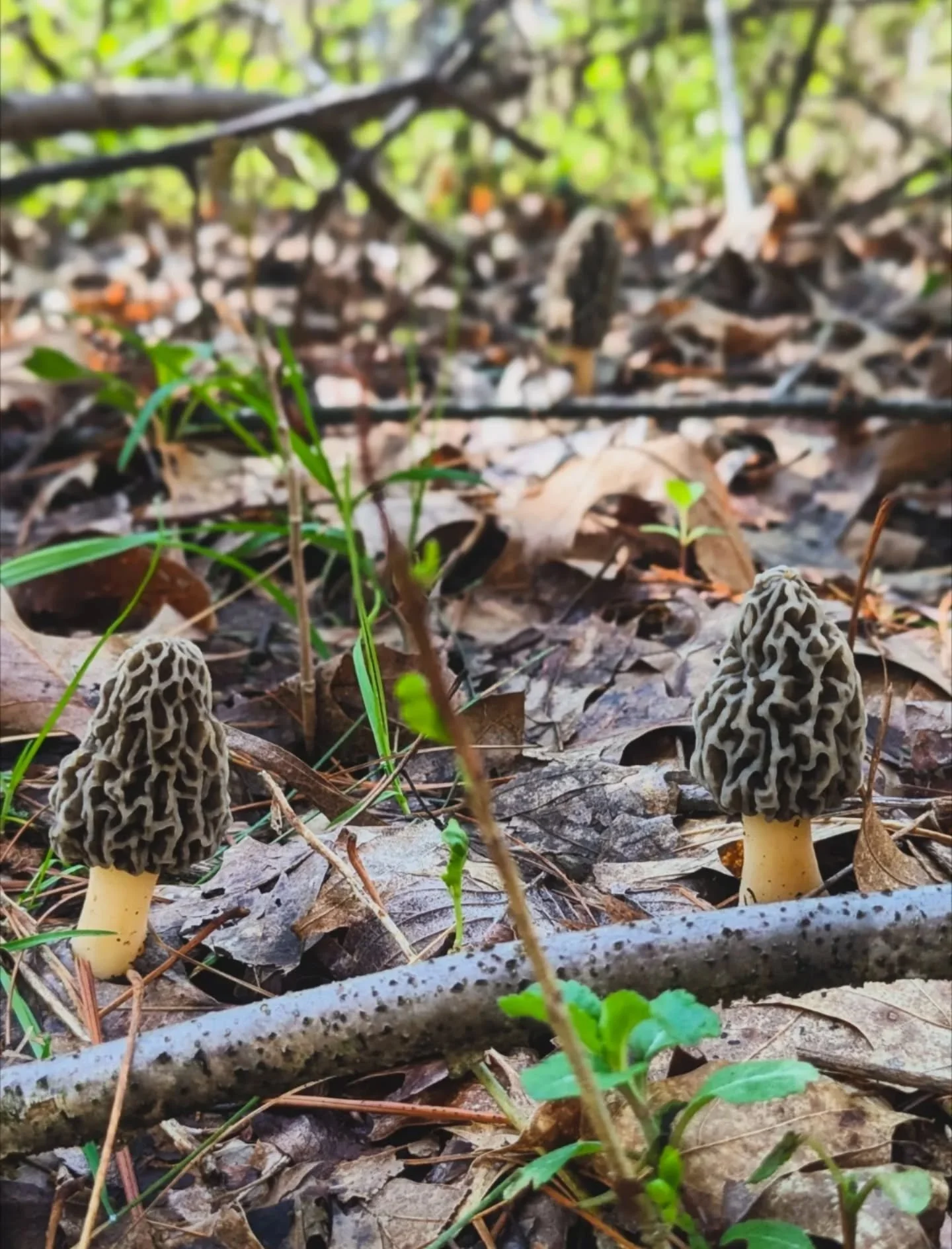 Morels