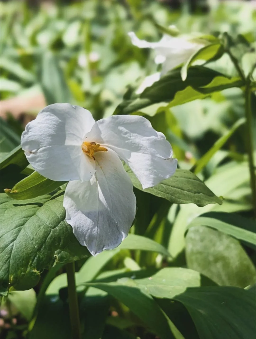 Great White Trillium 