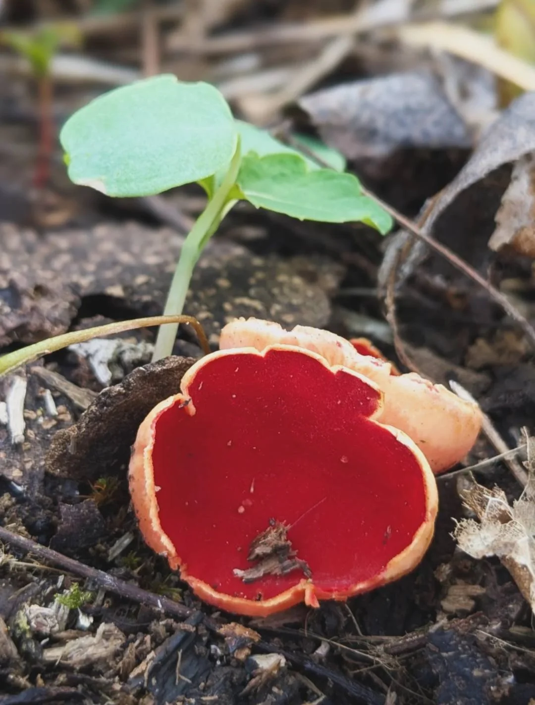 Scarlet Cup