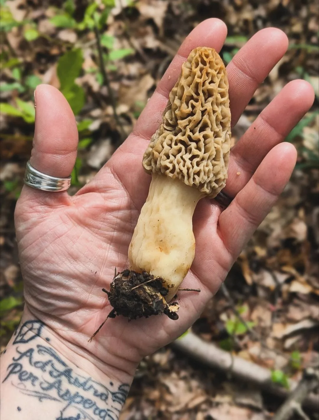 Morels