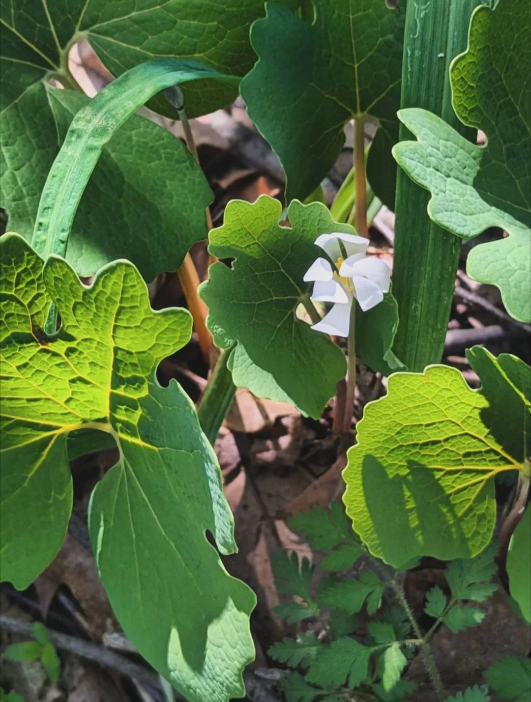Bloodroot