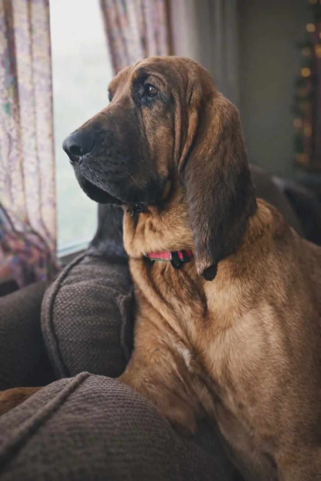 Winifred the bloodhound. 