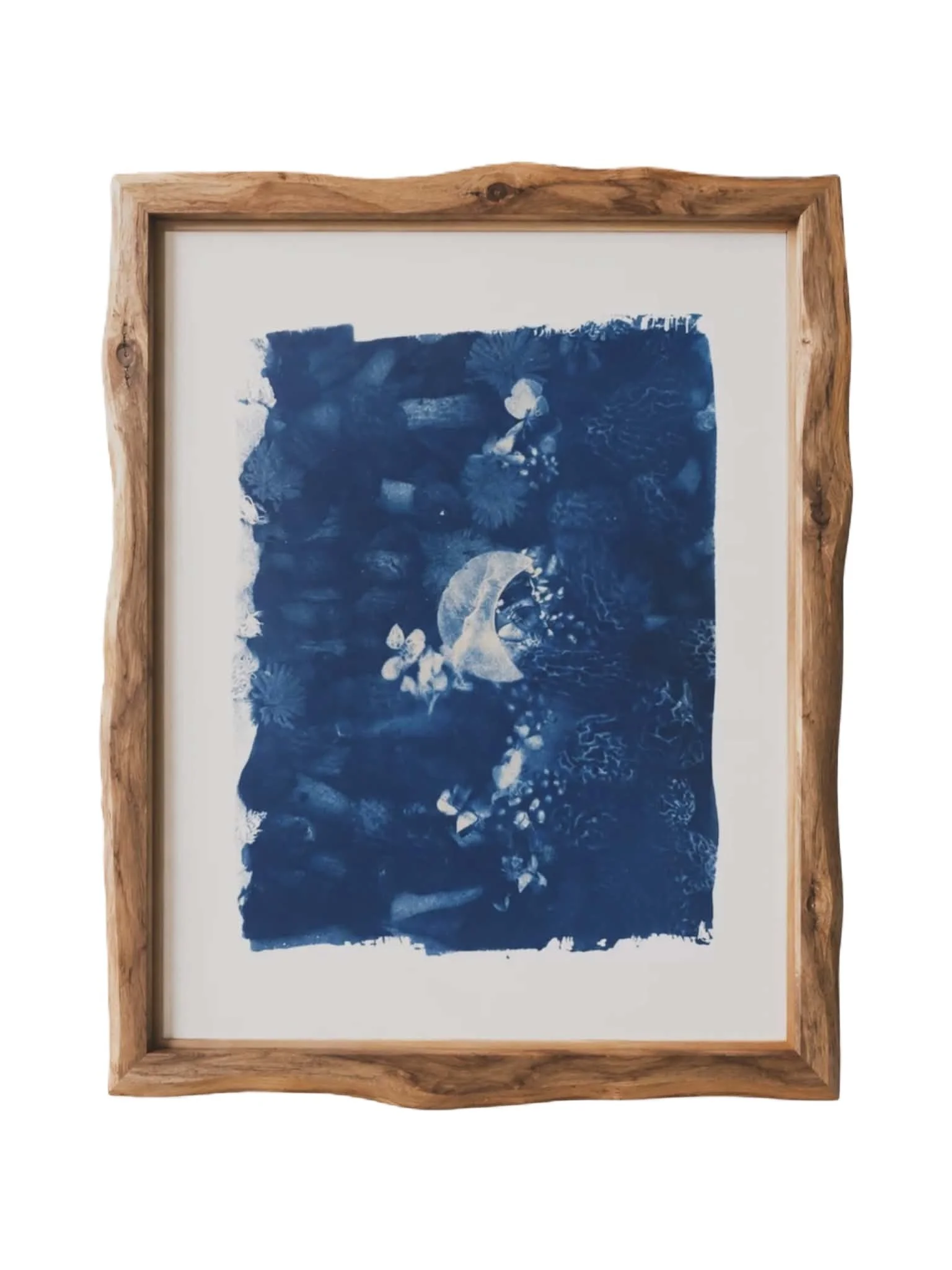 MOREL STUDY  #1, 2026 | cyanotype on paper