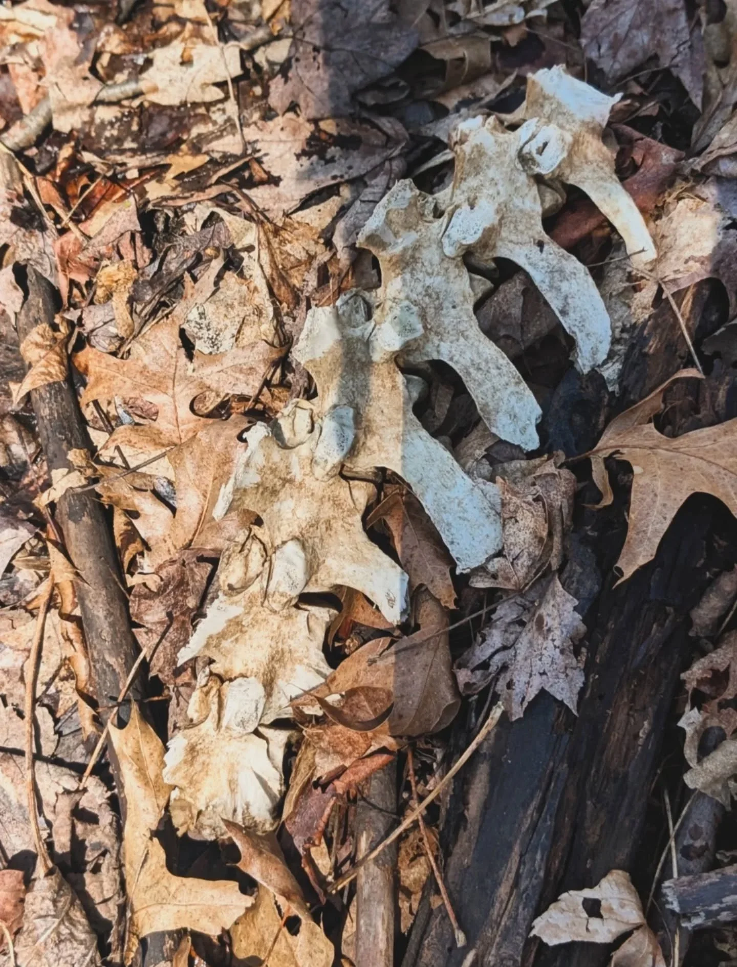 Whitetail Spine