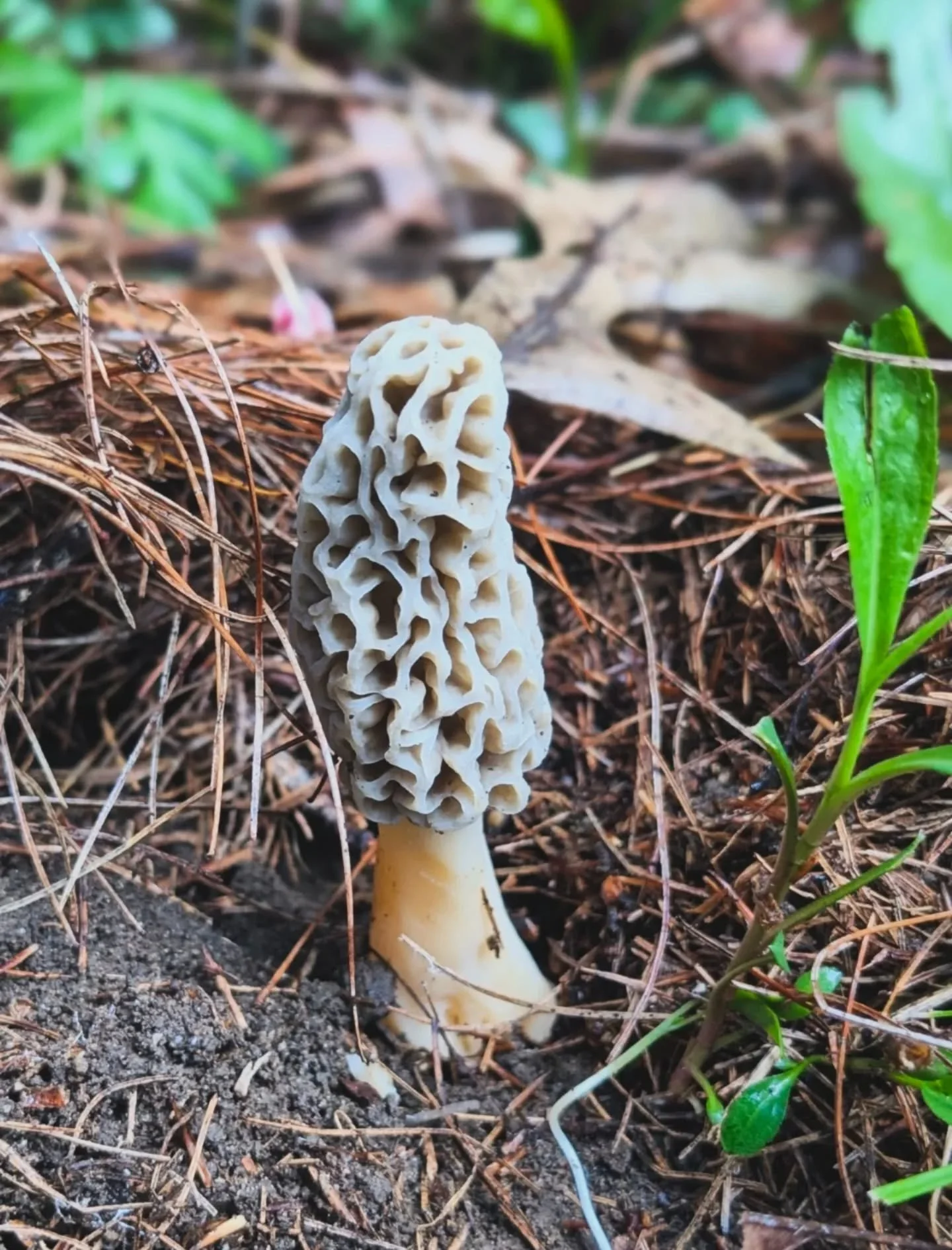 Morels