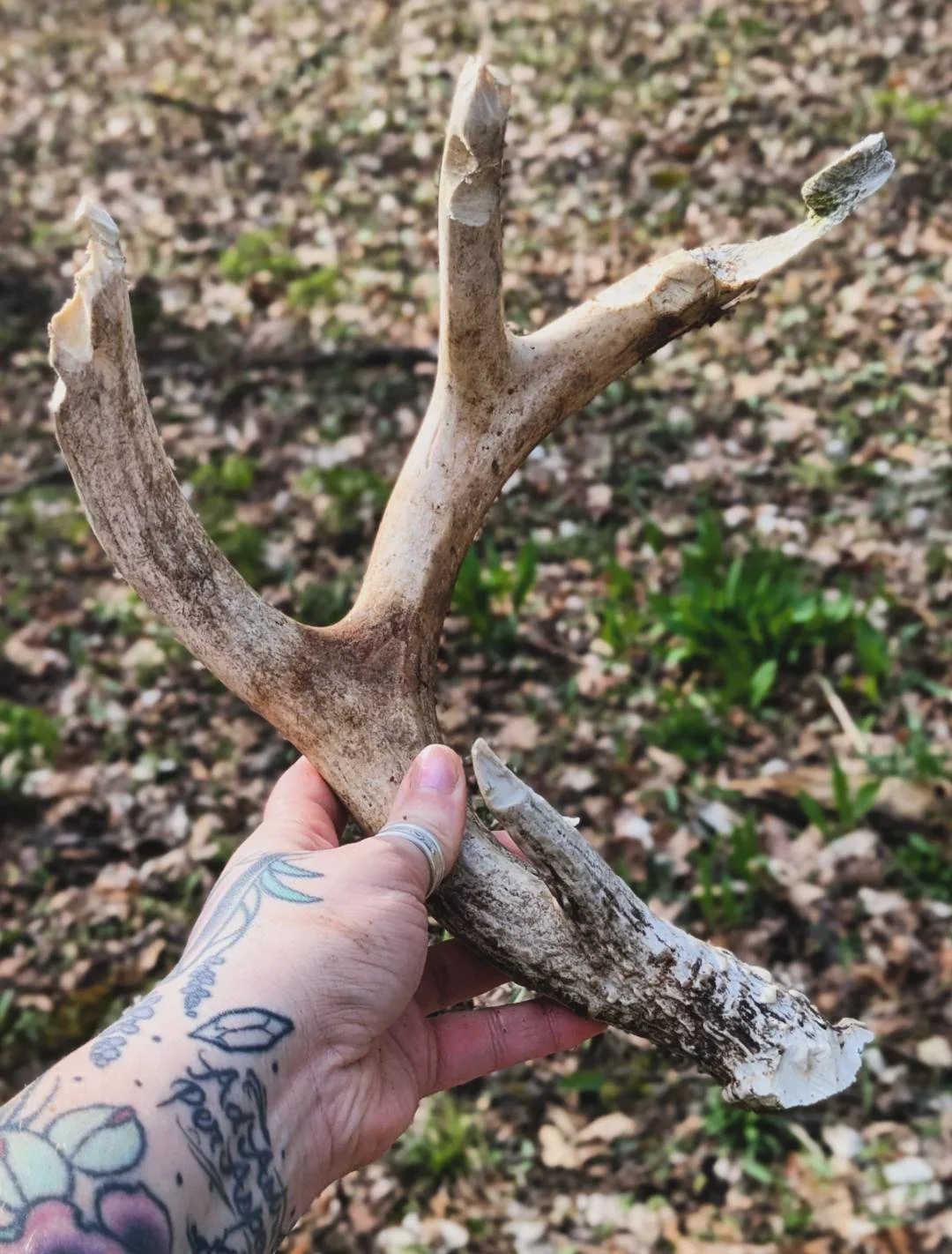 Whitetail Shed