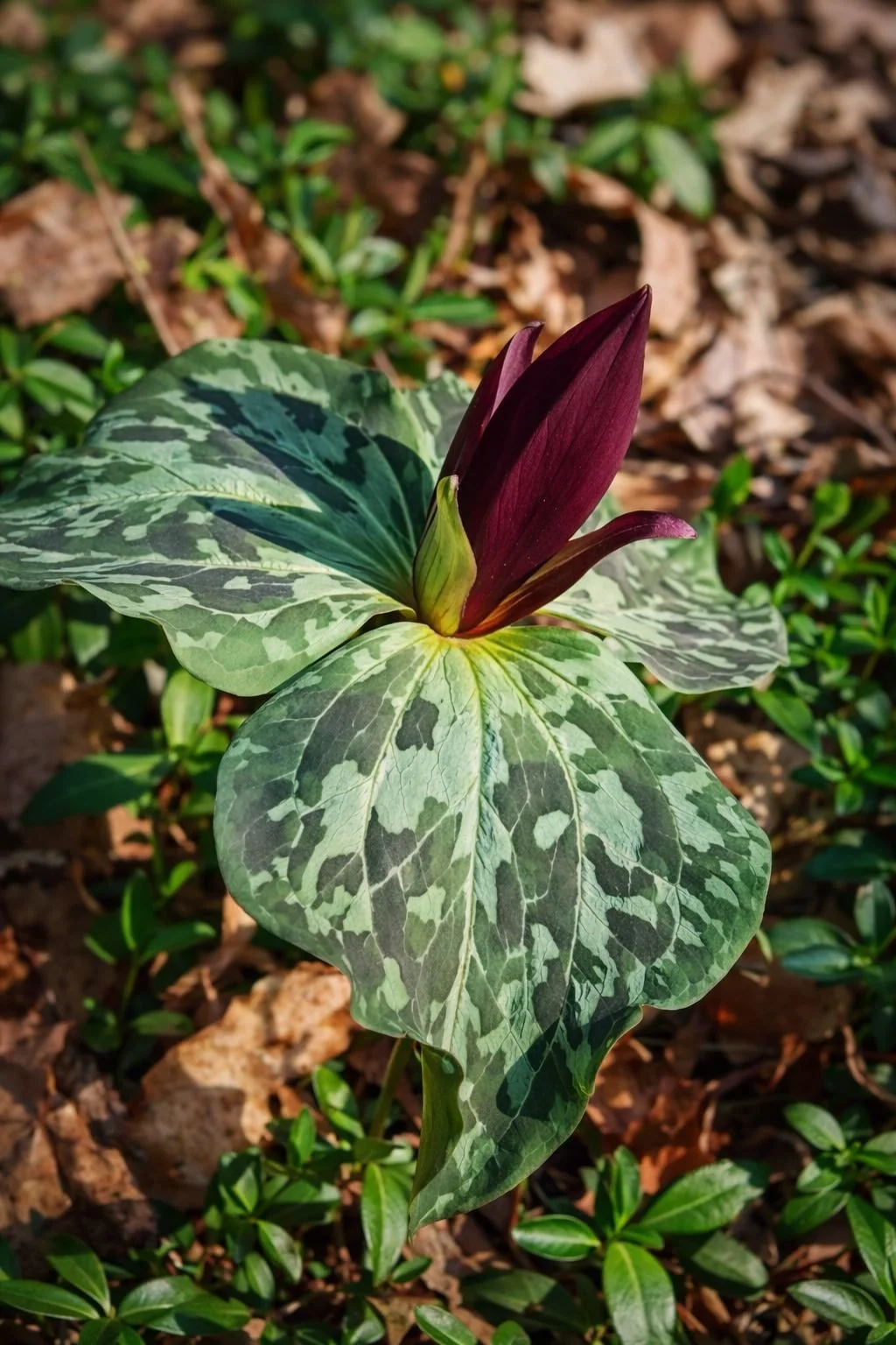 Purple Trillium 