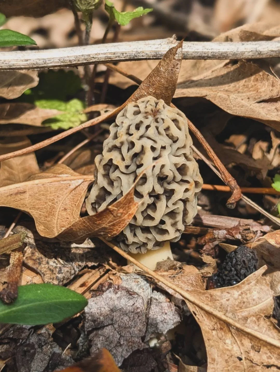 Morels