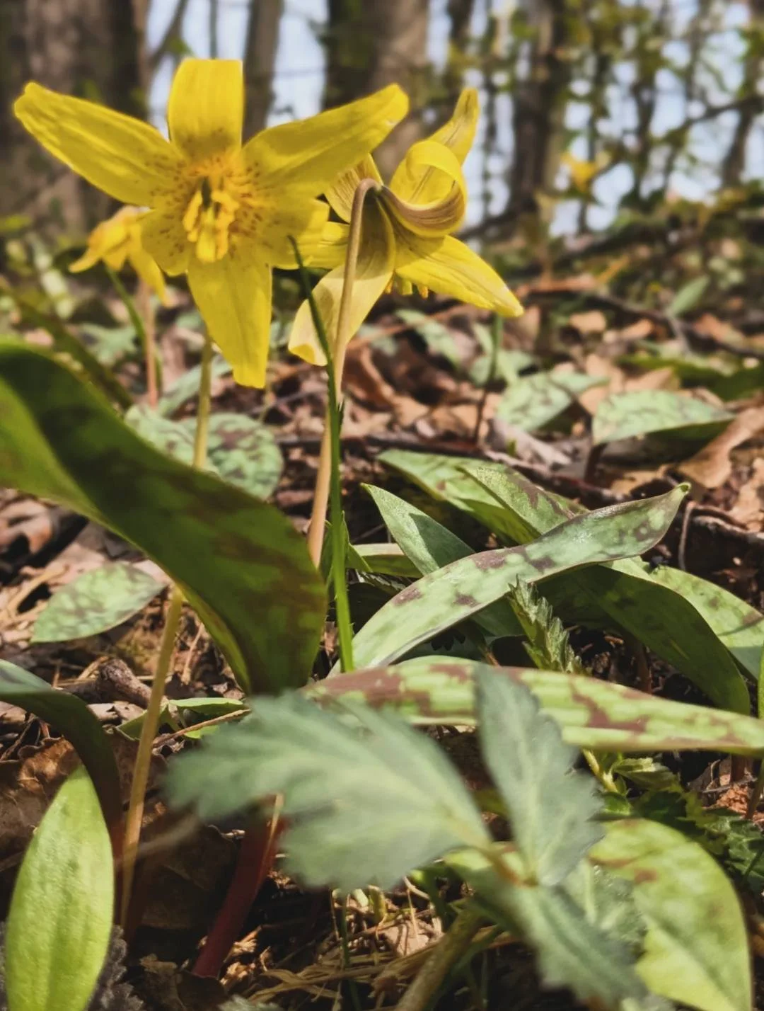 Trout Lily