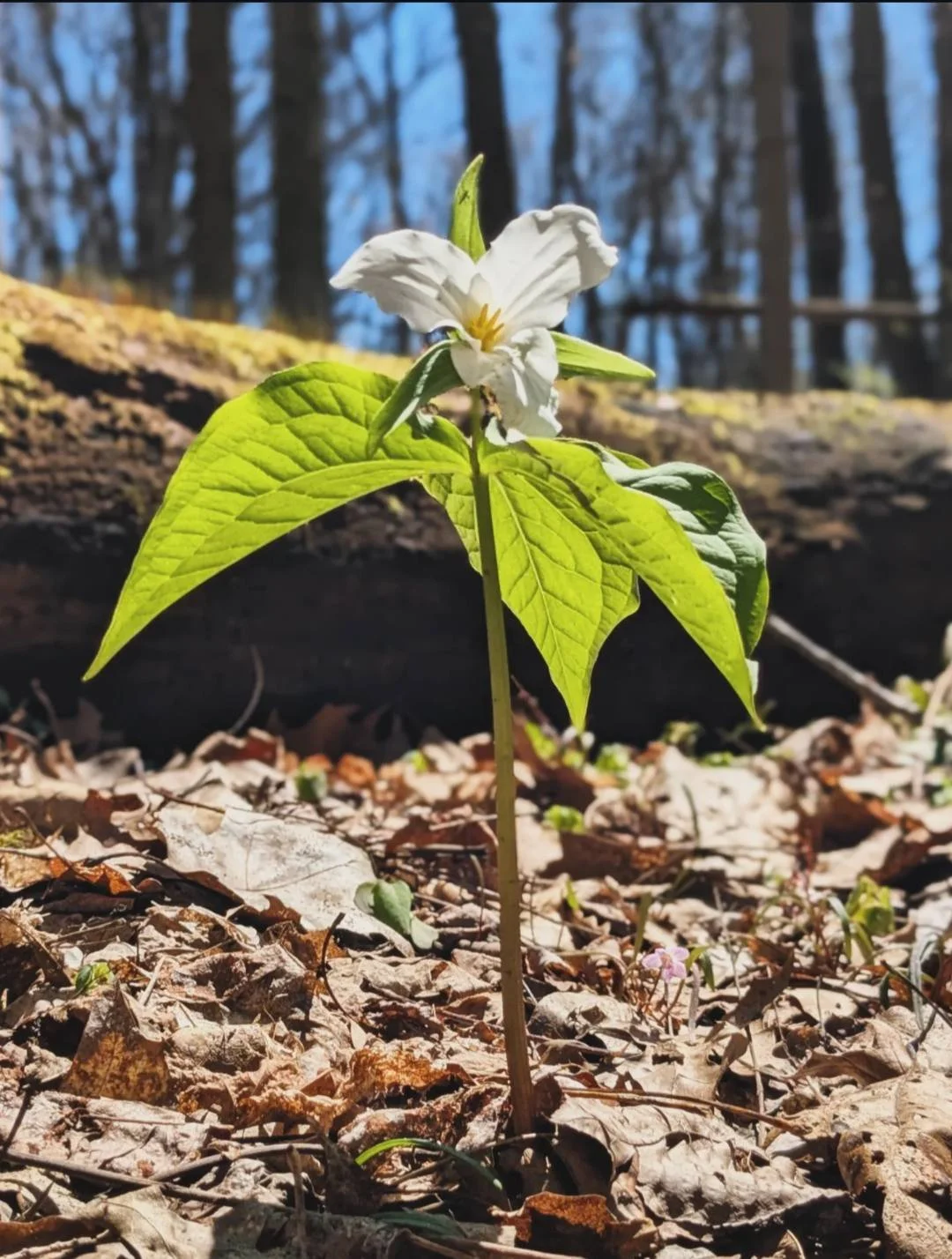 Great White Trillium