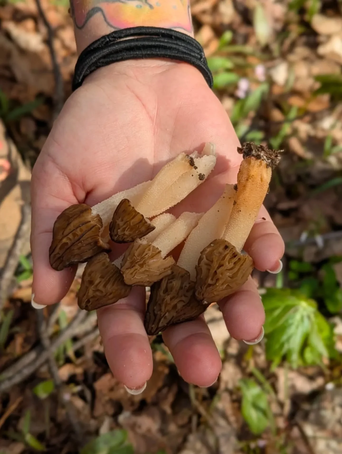 Morels