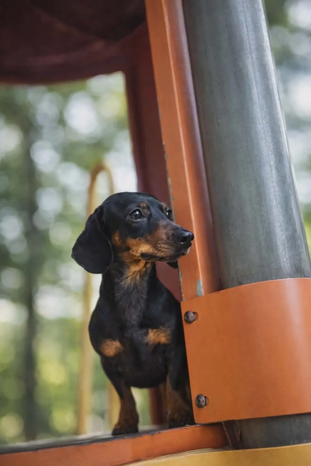 Ruby Cowgirl the mini dachshund.