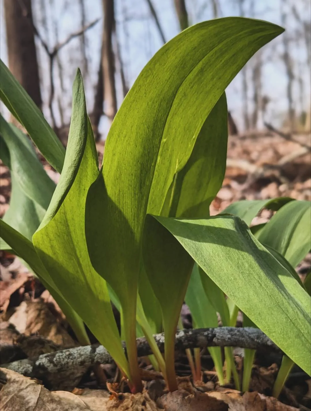 Ramps