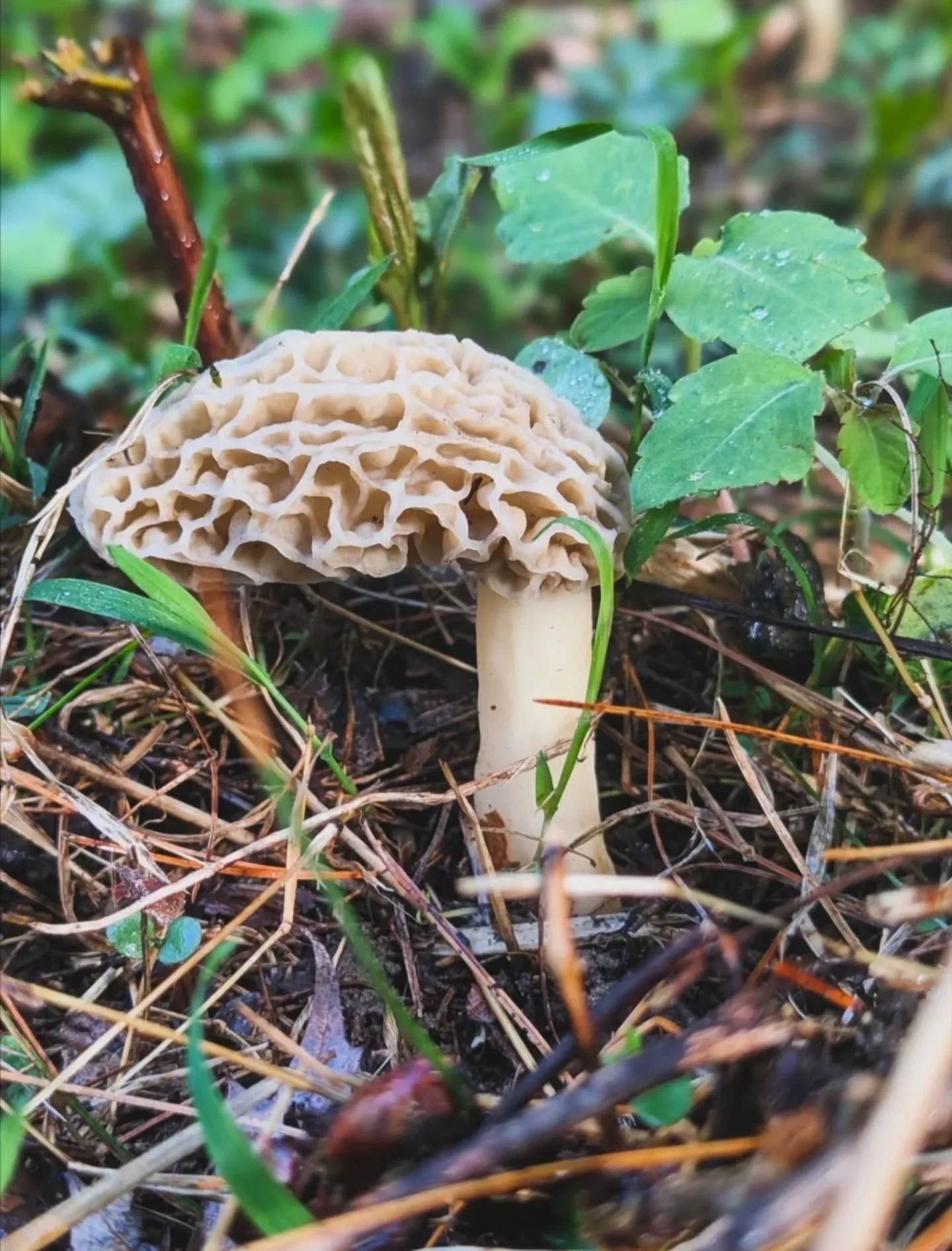 Morels