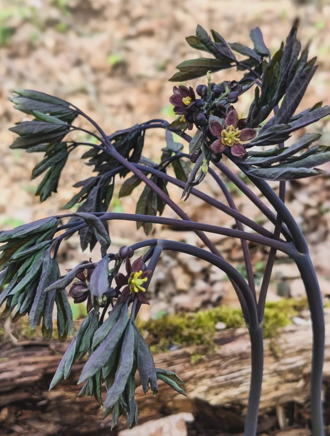 Blue Cohosh