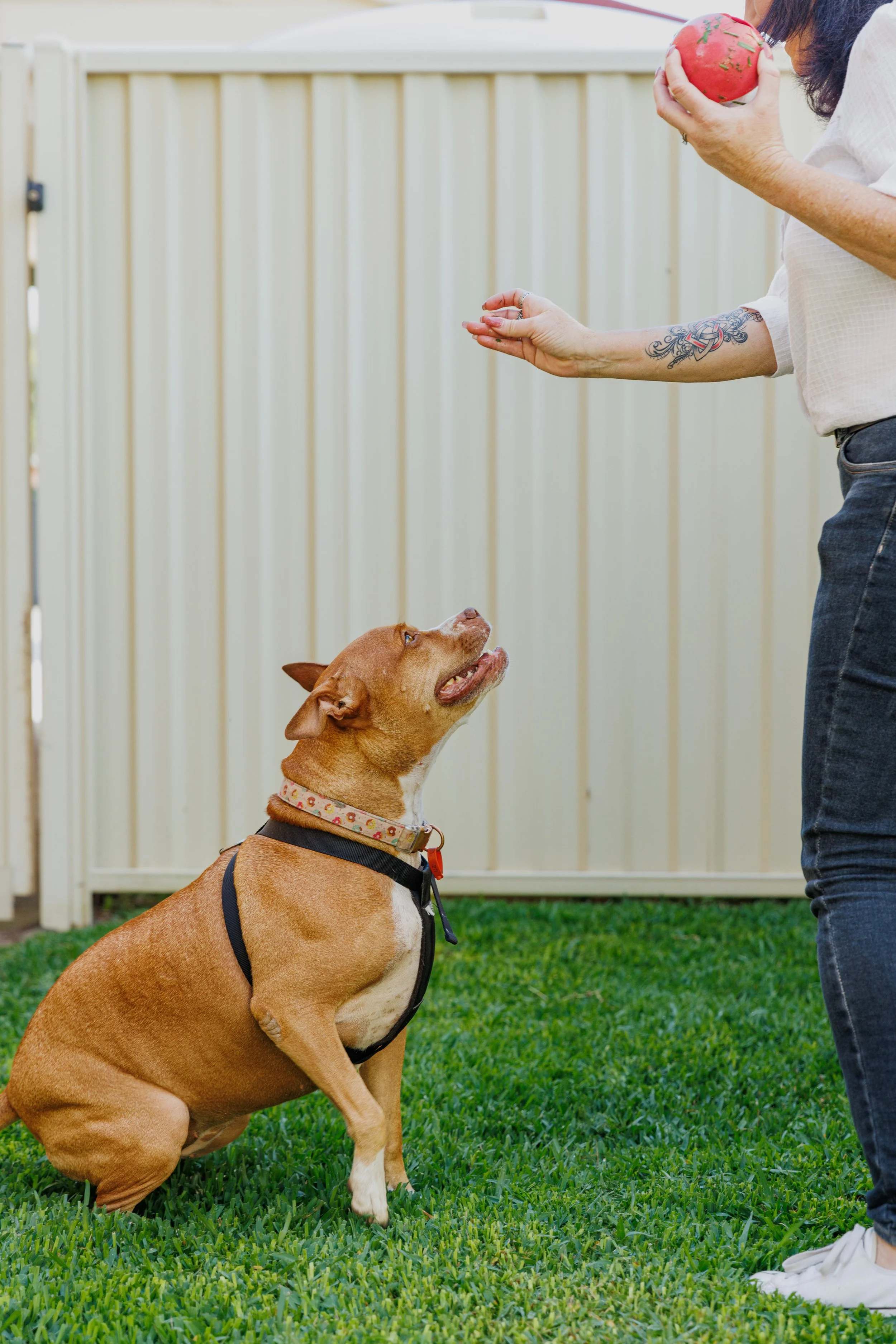 A dog in a backyard sitting for her red ball.