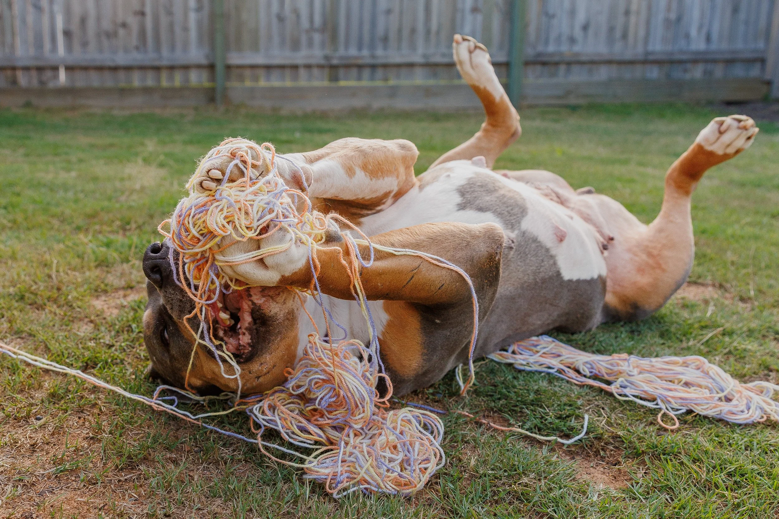 The Real Bullies_Xena-77.jpg