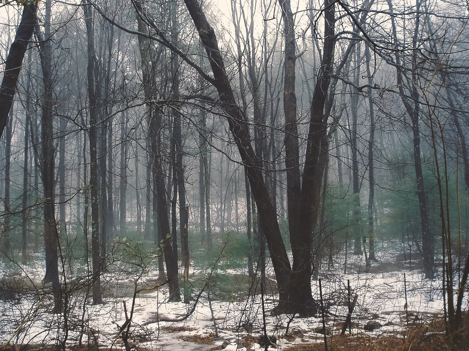 snowy woods, light fog, a damp day