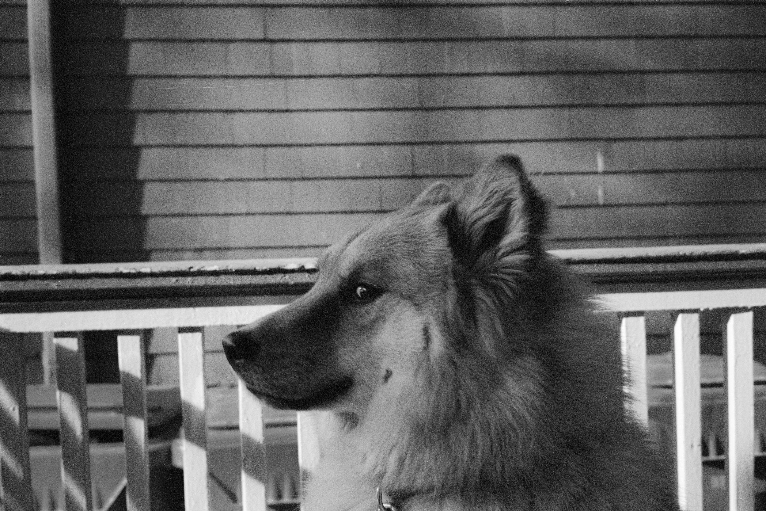 That's Not My Dog