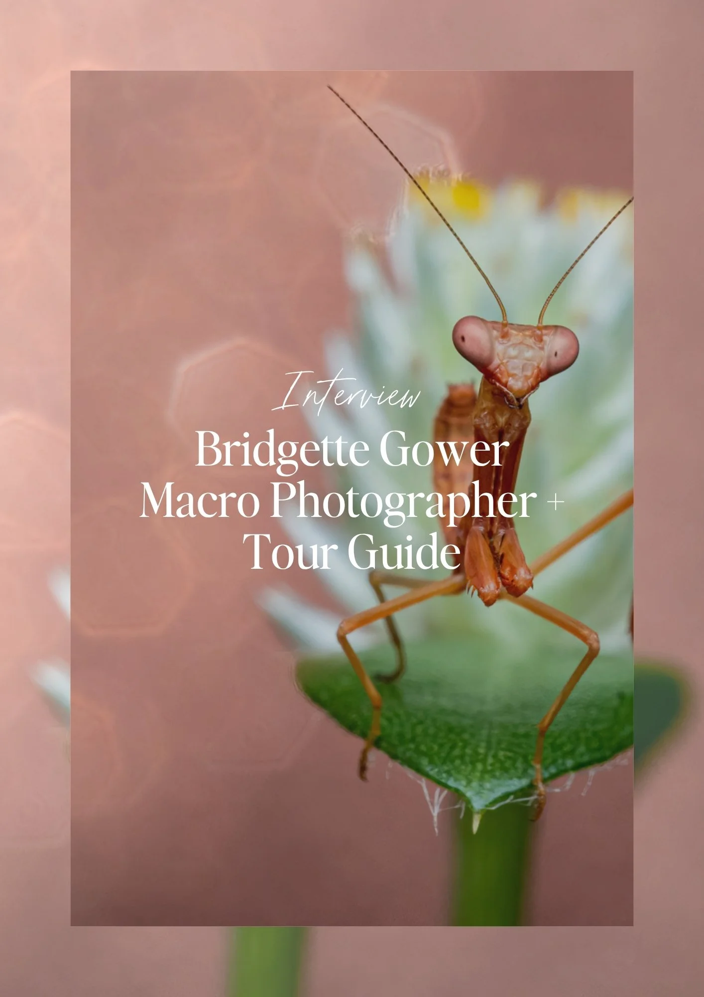 Interview: Bridgette Gower, Australian Macro Photographer