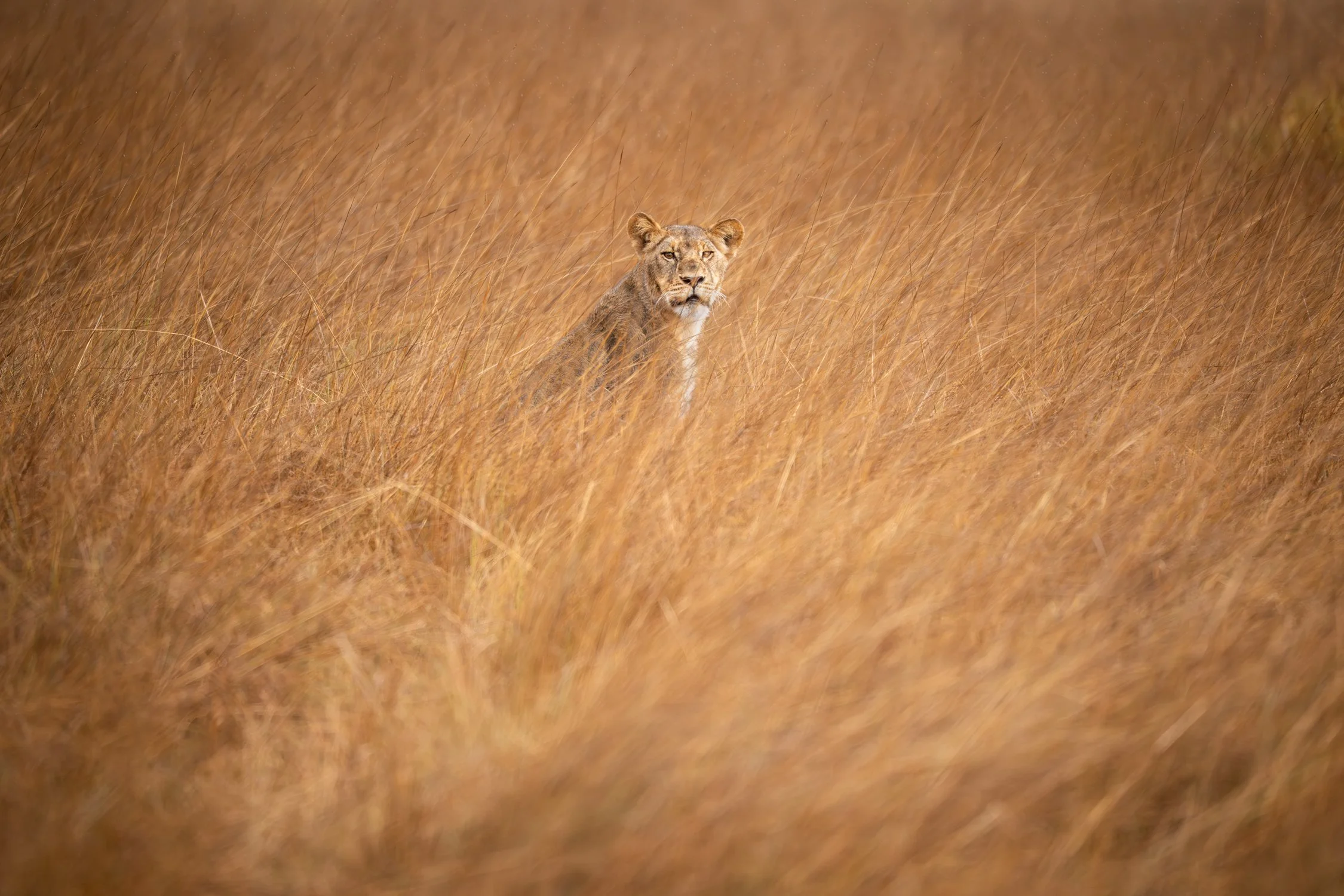 Niall Chang, Australia