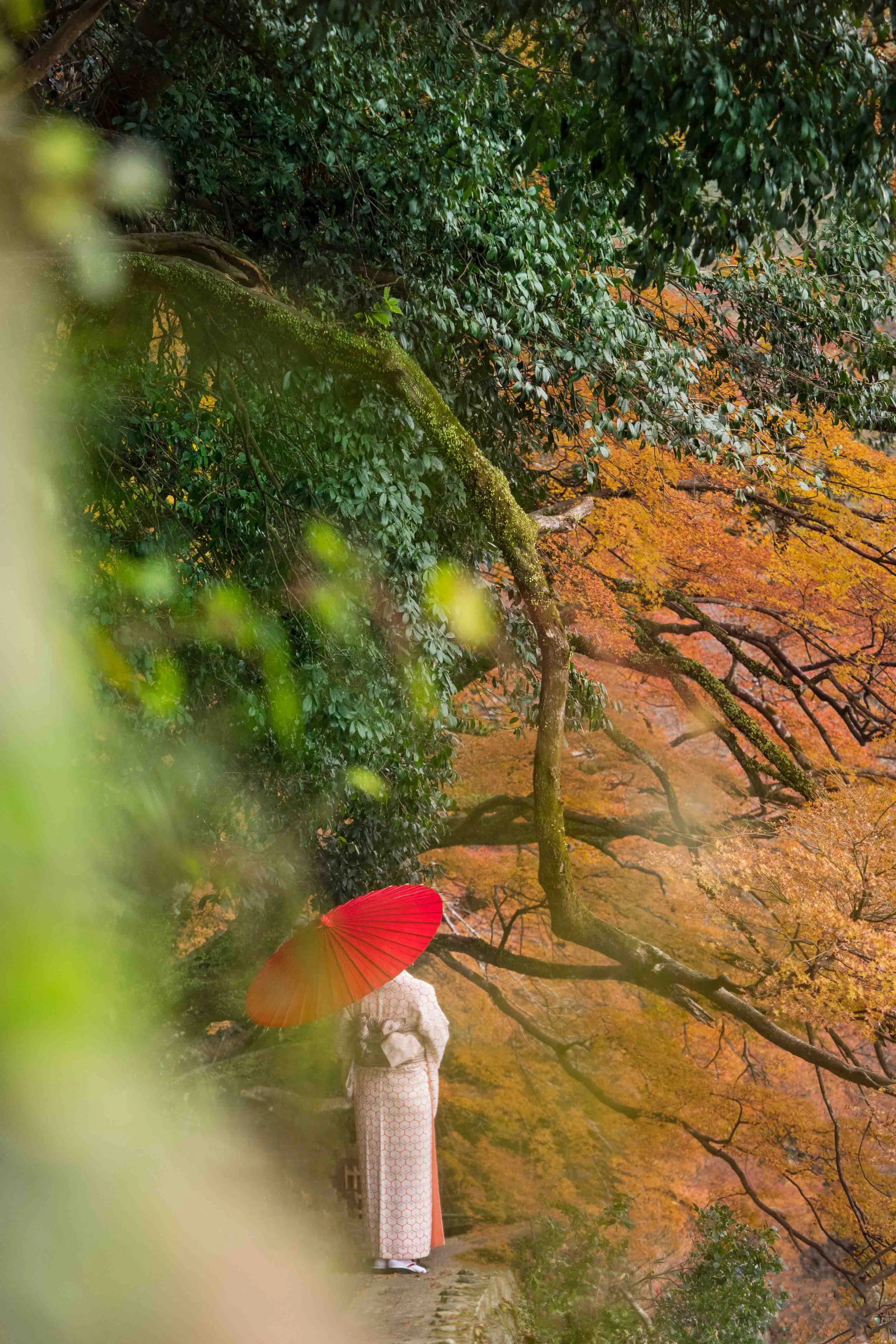 40-150mm zoom lens example from Japan, Nov 2017.JPG