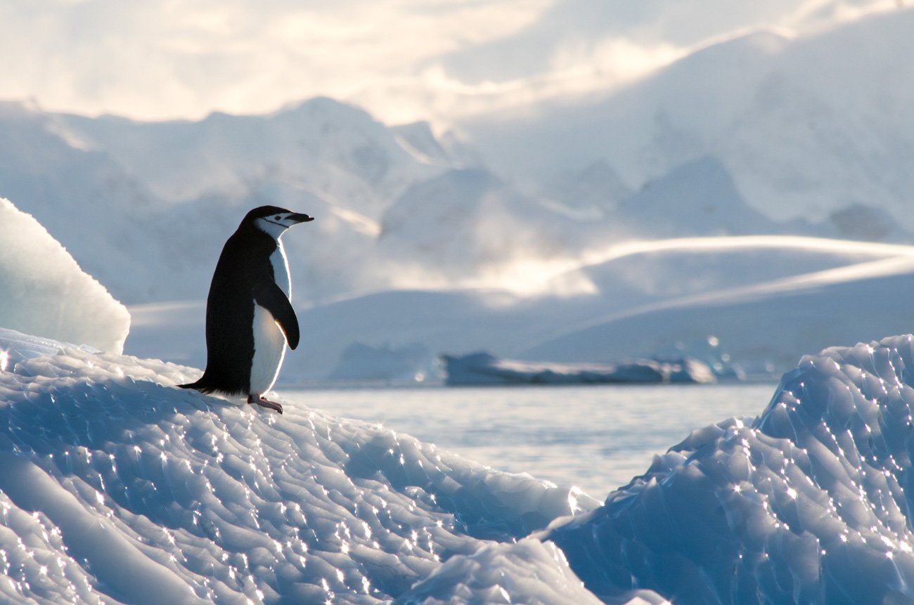 Bruce Wilson, Australia