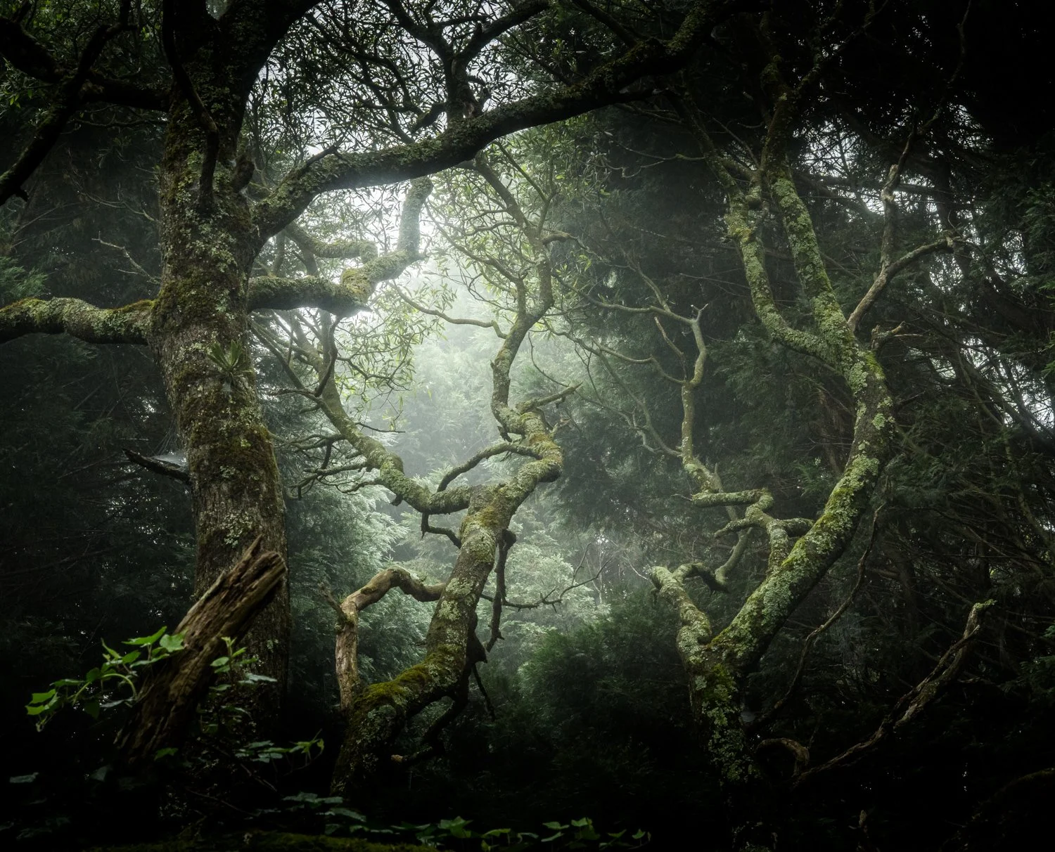 Patrick OShea, Australia