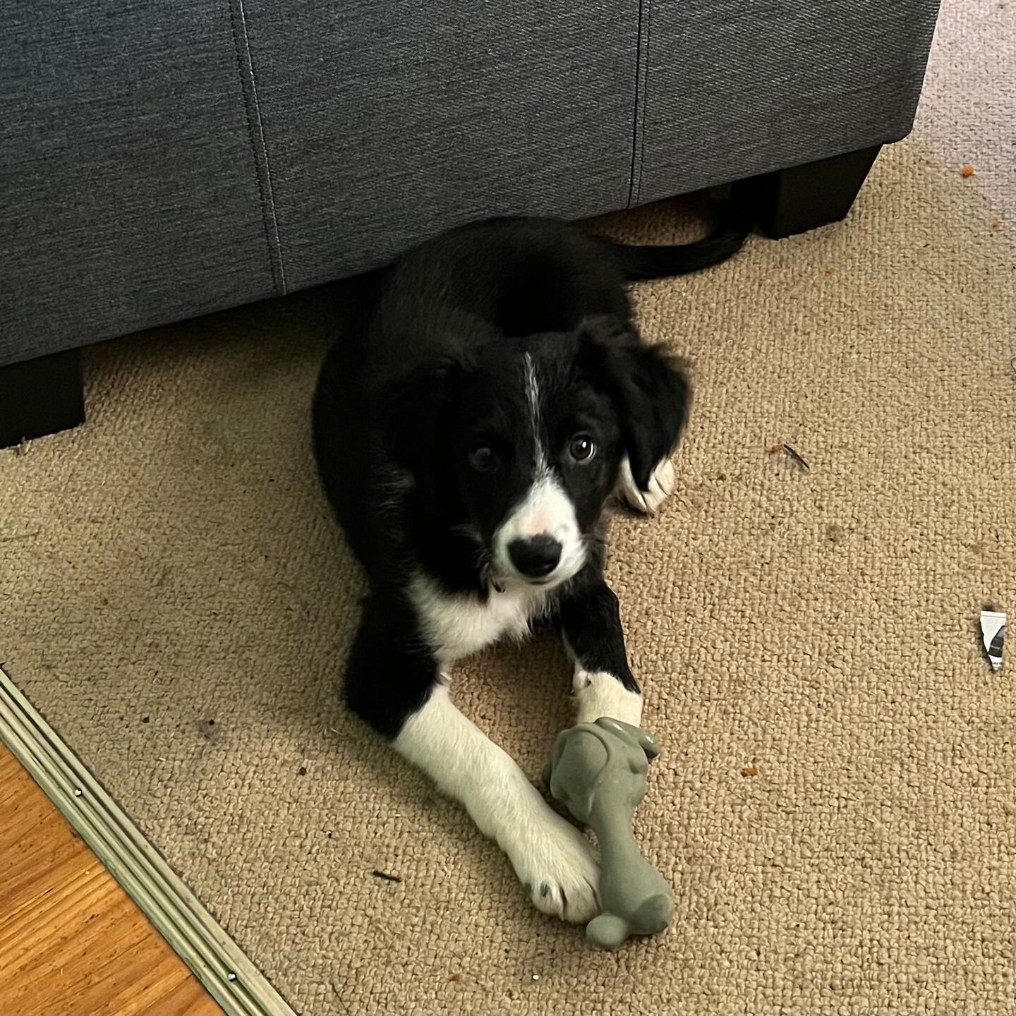 Introducing our new trainee studio dog😊 (looks like she is traning to sleep 😉) 
Kelda is a 4 month old Border Collie and when not alseep is creating havoc and hilarity. Ya gotta love em! She is as smart as anything and very sweet. 
 
See you at Ful