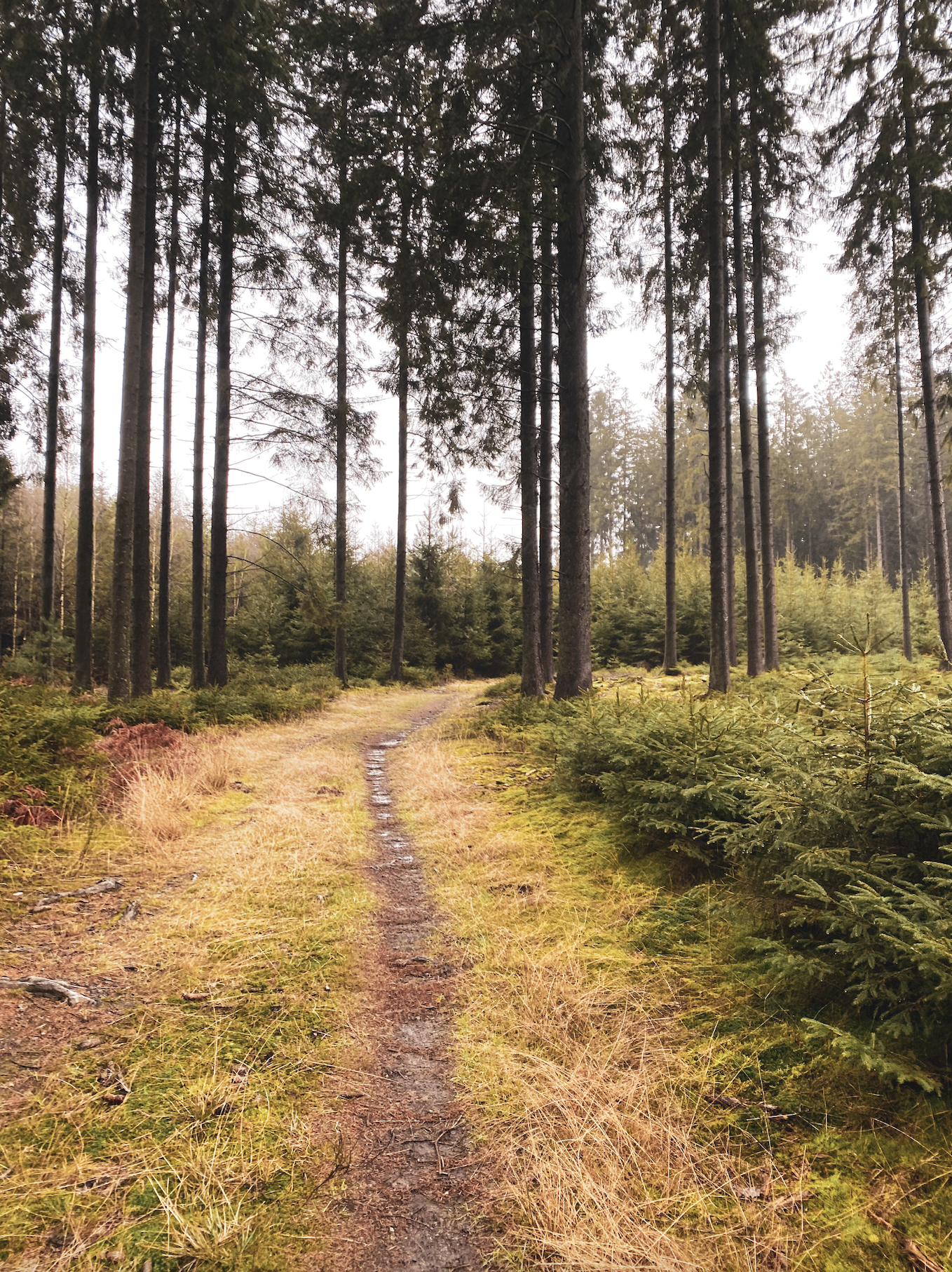 bos wandelen entre lesse et lomme.png