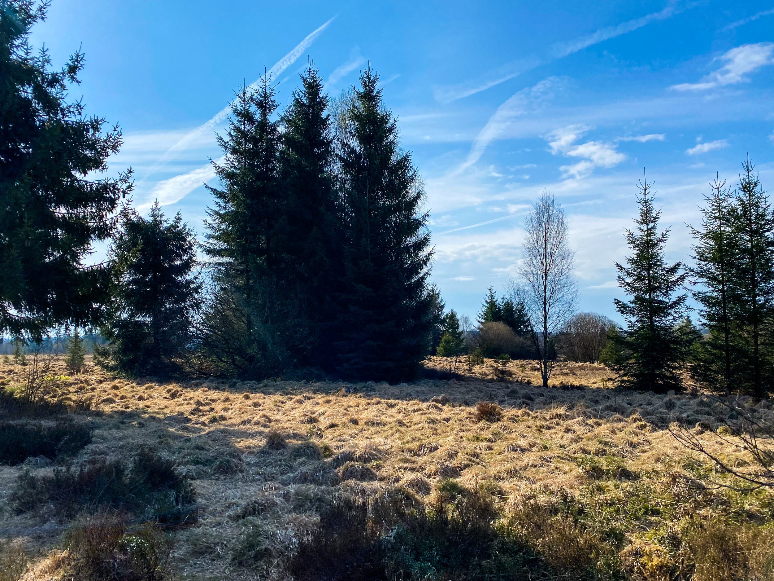 wandelen natuurpark hoge venen.JPG