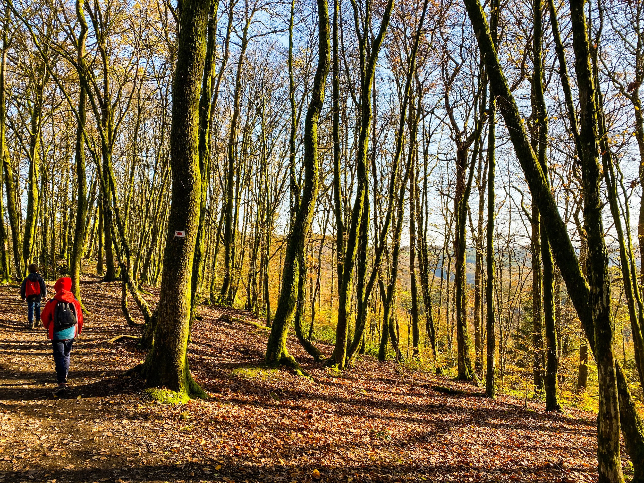 wandelen rochehaut herfst