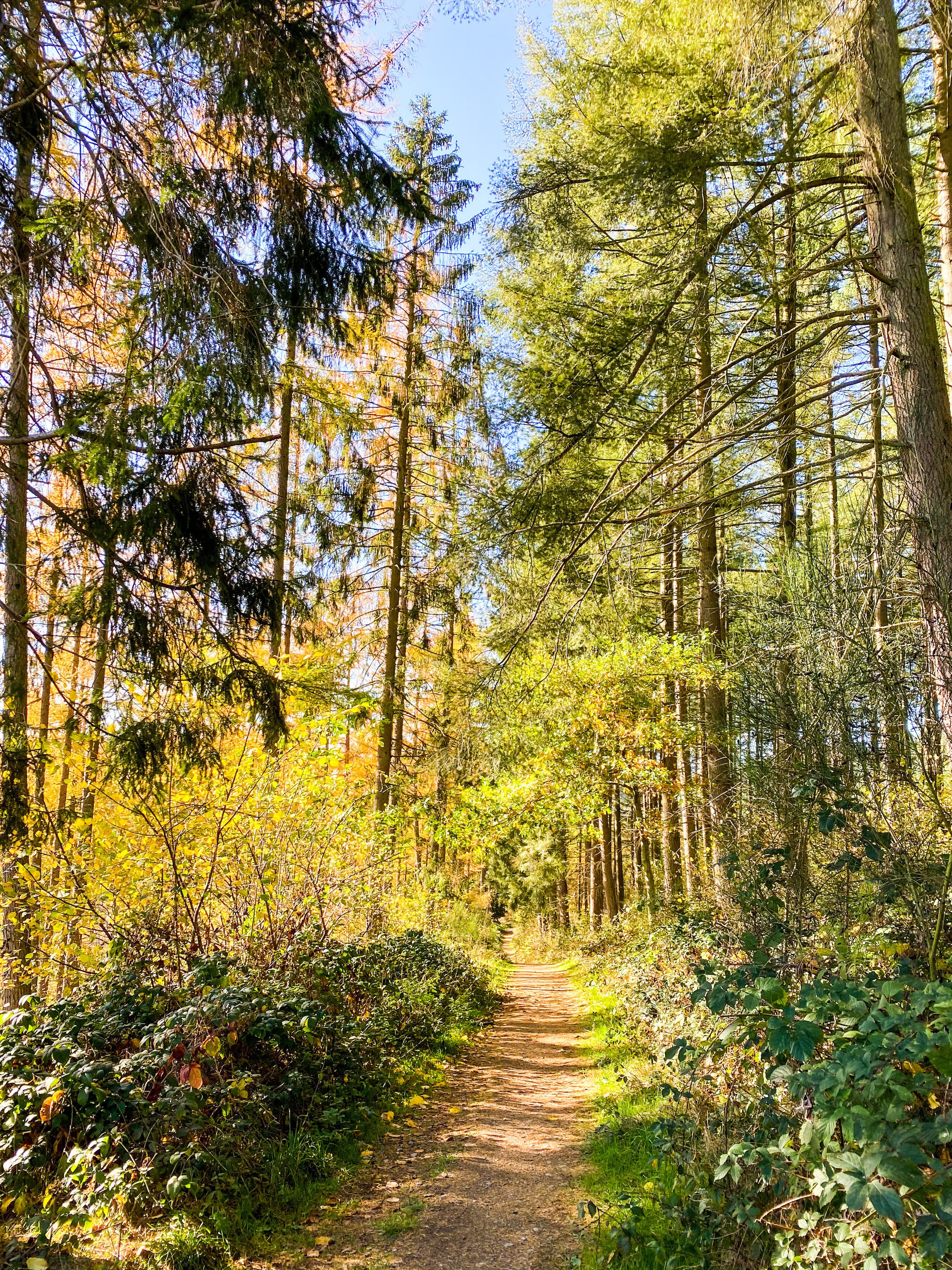 berismenil wandeling ardennen.JPG