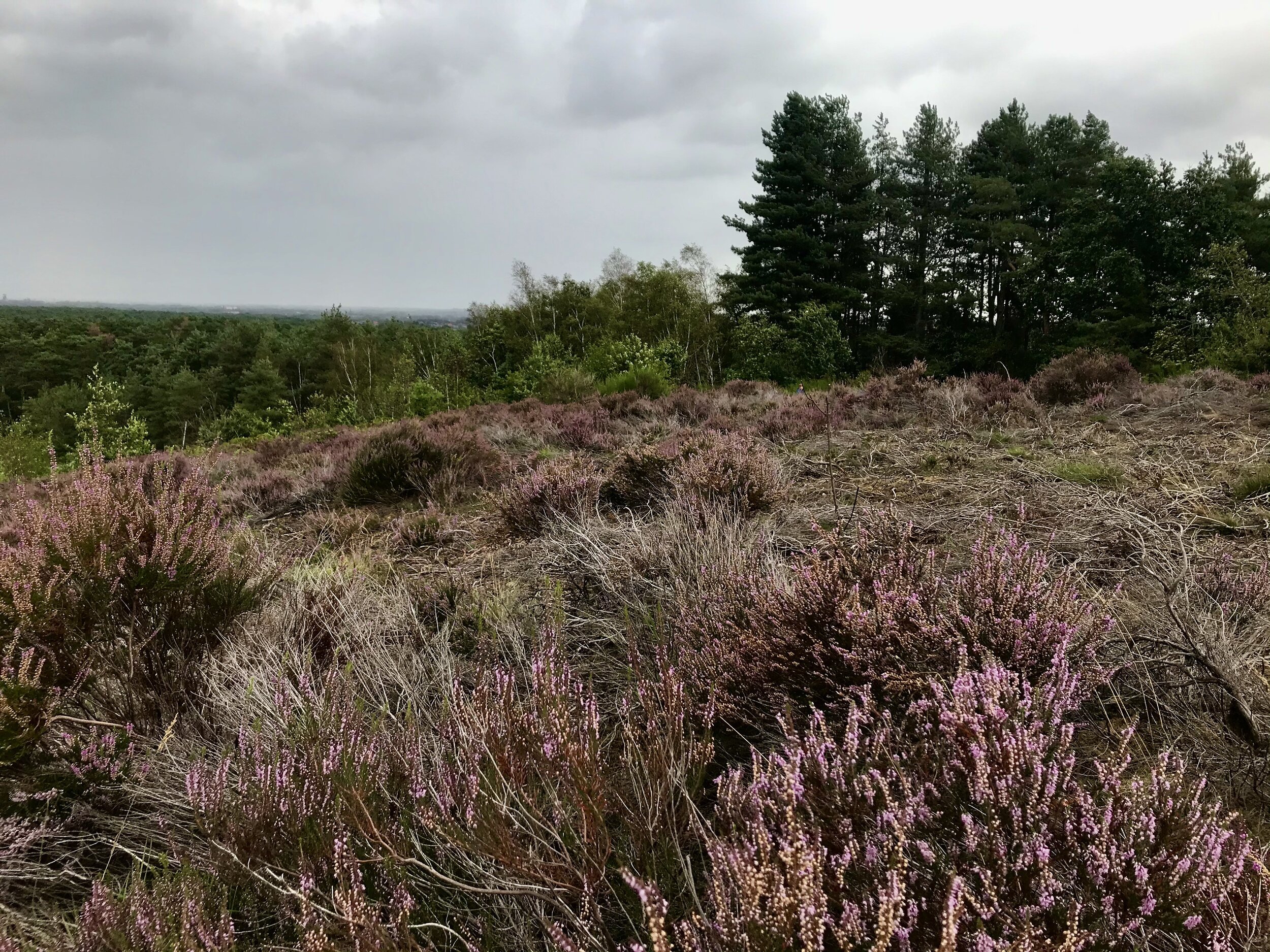 mechelse heide limburg