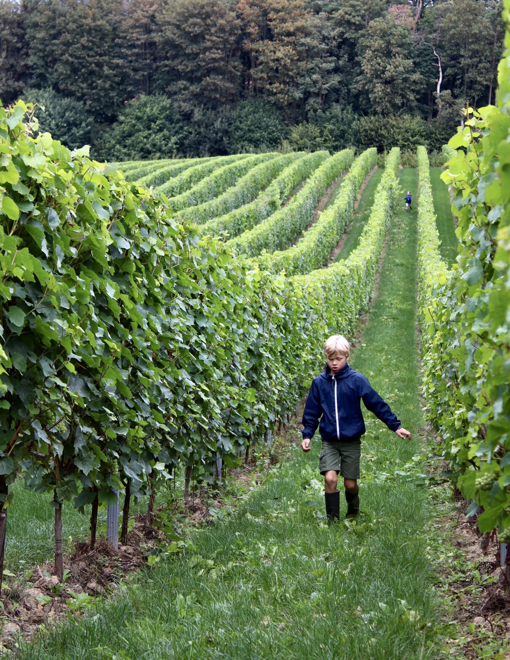 heuvelland wijngaarden
