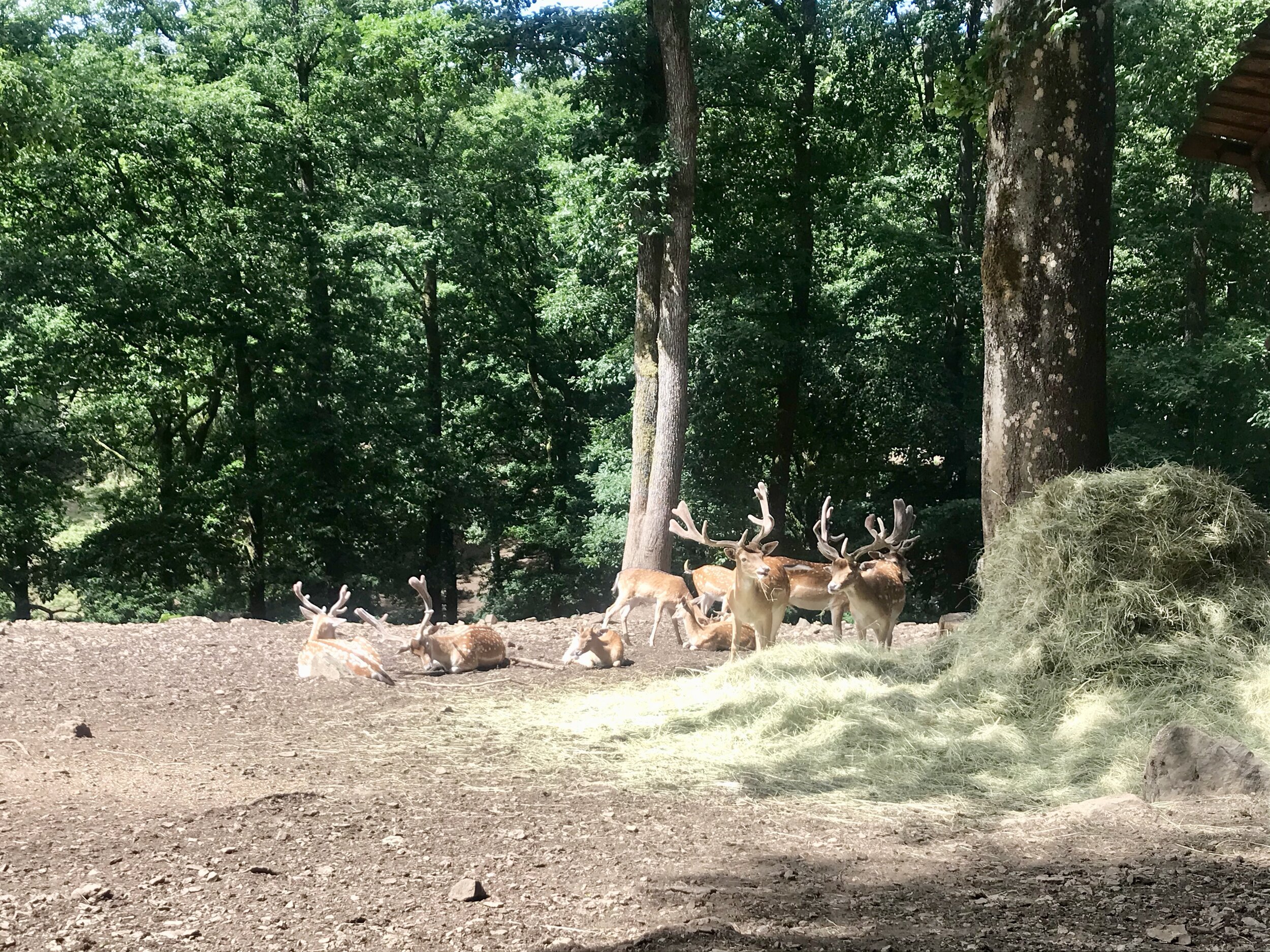 wildpark saint-hubert herten