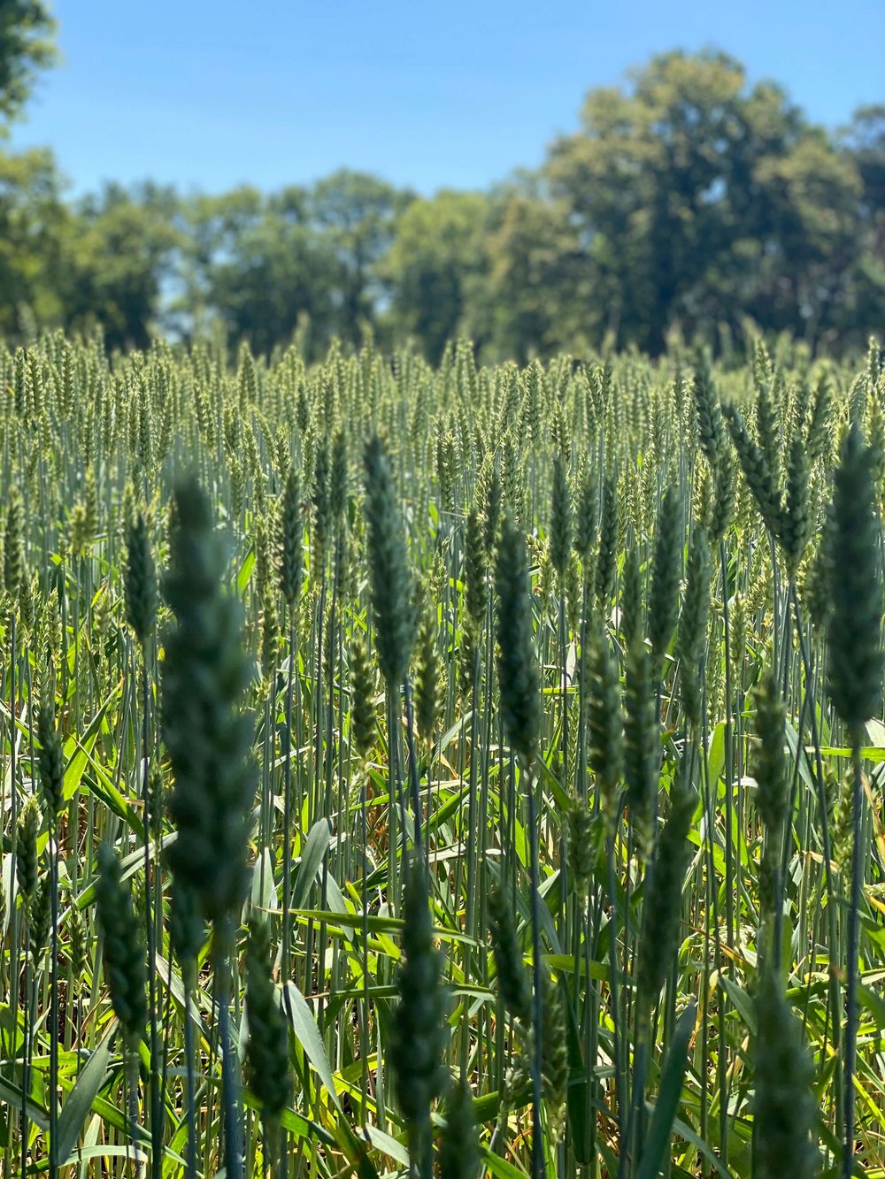 expeditie natuurpunt grote neteroute